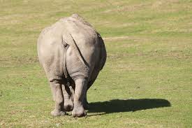 rhino.jpg